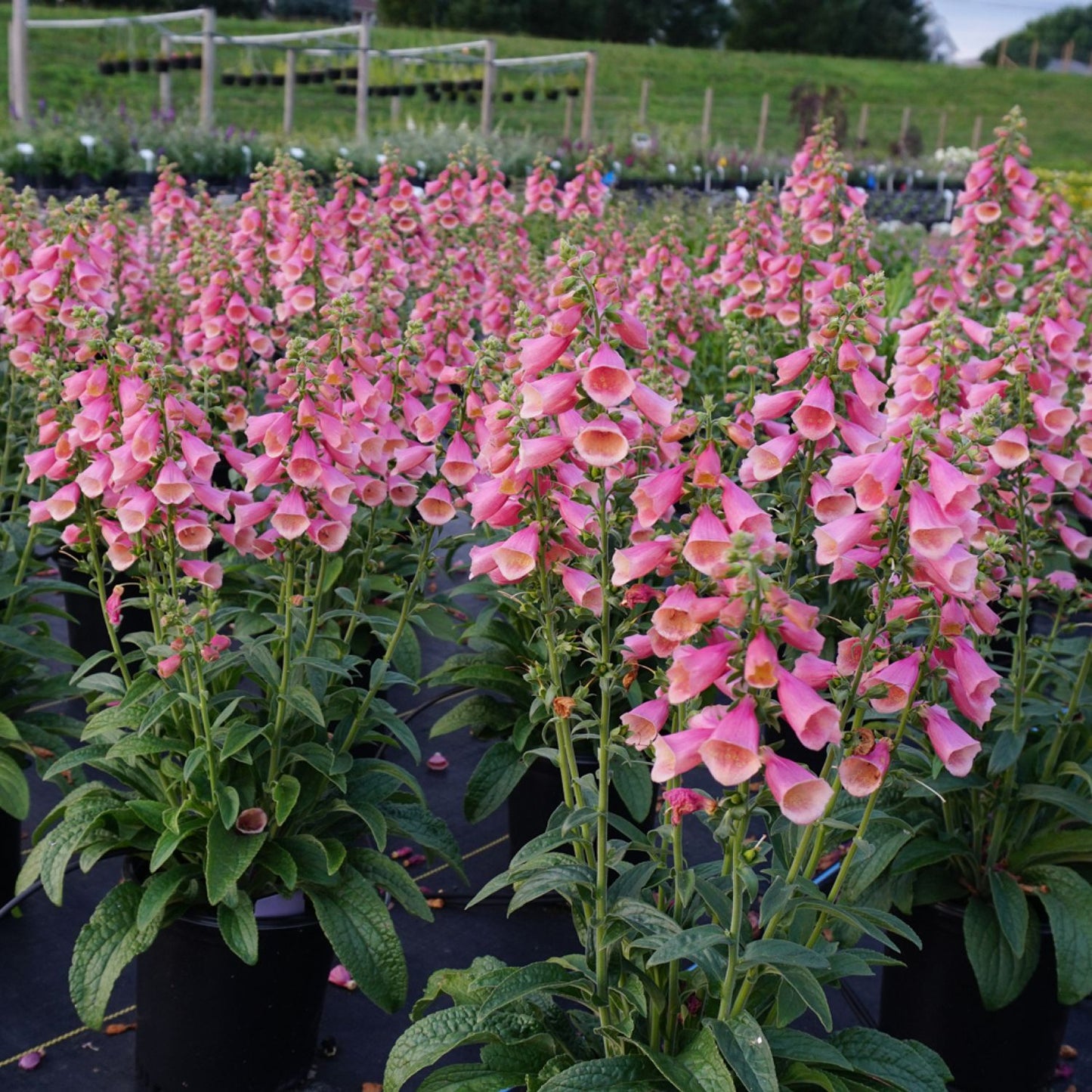 Rows of Arctic Fox™ Rose Foxglove (Digitalis) display tall stems with clusters of pink, bell-shaped flowers in an outdoor nursery set against green grass and wooden fencing - Photo Courtesy of Ball Horticulture, Inc.