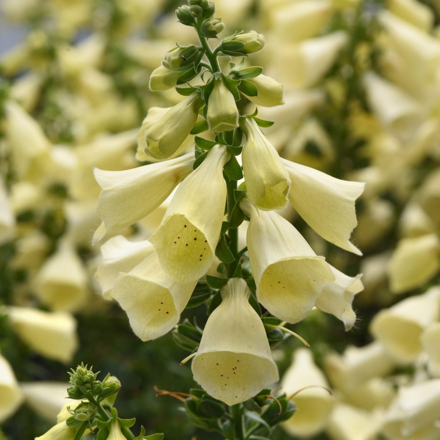 Close-up of Arctic Fox™ Lemon Cream Foxglove (Digitalis) shows pale yellow, tubular flowers clustered on a tall green stem - Photo Courtesy of Ball Horticulture, Inc.