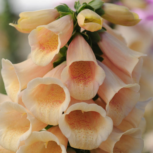 Close-up of 'Dalmatian Peach' Foxglove (Digitalis), a long-blooming perennial with soft peach and pale yellow bell-shaped flowers, speckled throats, and clustered blooms shown against a blurred green background - Photo Courtesy of Ball Horticulture, Inc.