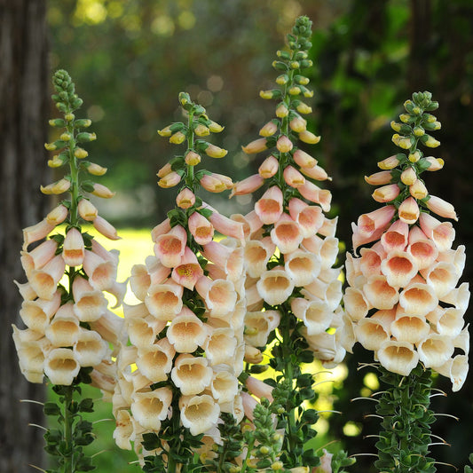 Dalmatian Peach' Foxglove (Digitalis) - Photo Courtesy of Ball Horticulure, Inc.