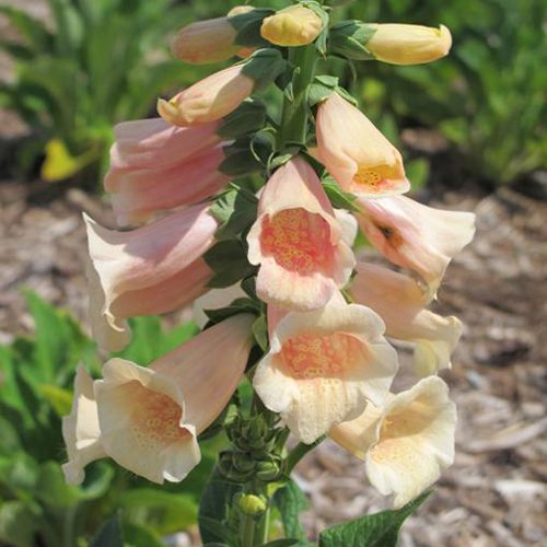 Close-up of 'Dalmatian Peach' Foxglove (Digitalis) features clusters of pale peach-pink, bell-shaped flowers with speckled interiors on tall stems - Photo Courtesy of Ball Horticulture, Inc.