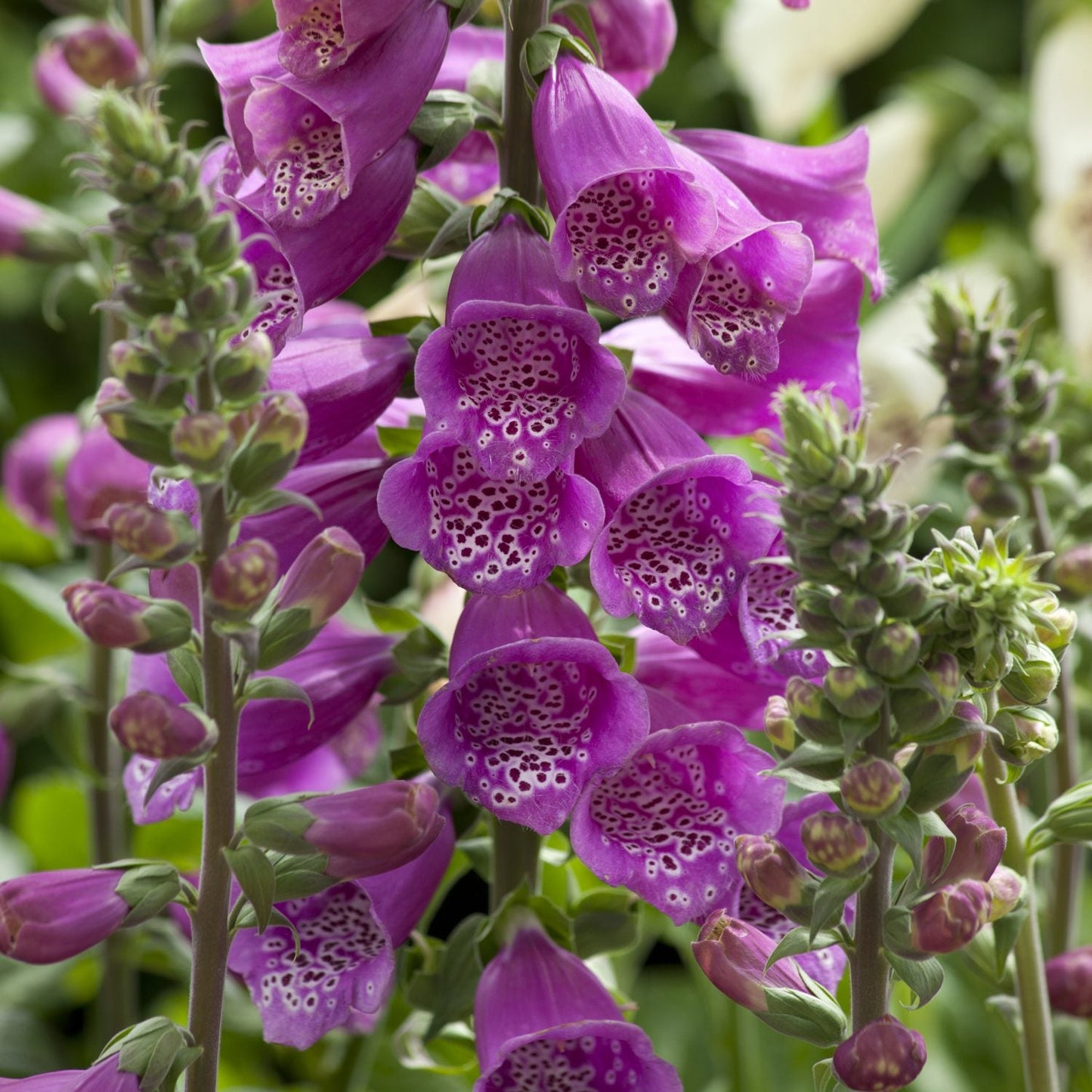 Close-up of ‘Dalmatian Purple’ Foxglove (Digitalis) with deep lavender-purple, bell-shaped blooms with speckled throats on tall stems - Photo Courtesy of Ball Horticulture, Inc.