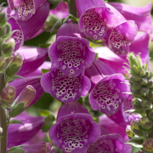 Close-up of 'Dalmatian Purple' Foxglove (Digitalis) with deep lavender-purple, speckled flowers amid green foliage and softly blurred buds - Photo Courtesy of Ball Horticulture, Inc.