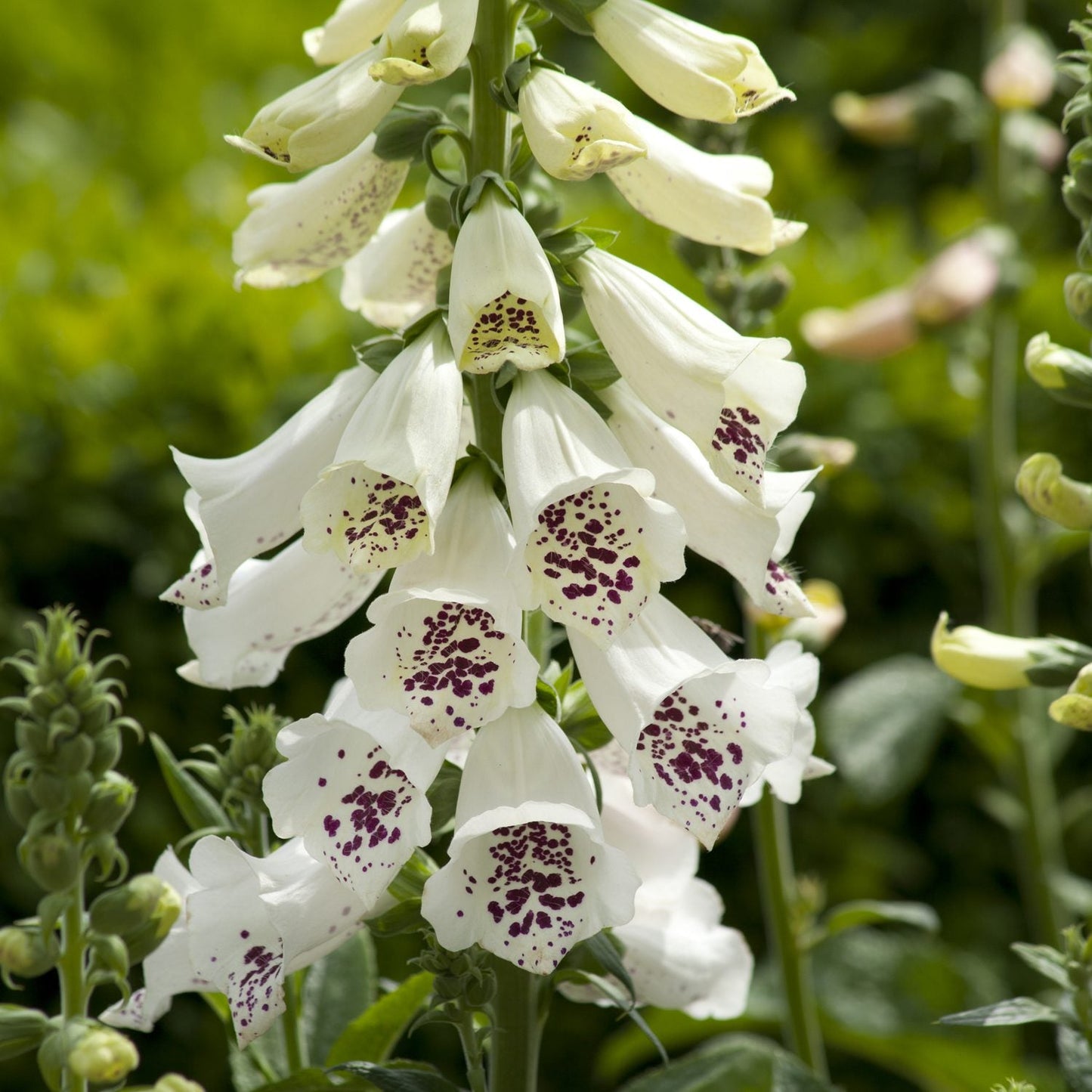 ‘Dalmatian White’ Foxglove (Digitalis) features tall stems with white bell-shaped blooms dotted by deep purple spots inside each petal, set against lush green foliage - Photo Courtesy of Ball Horticulture, Inc.