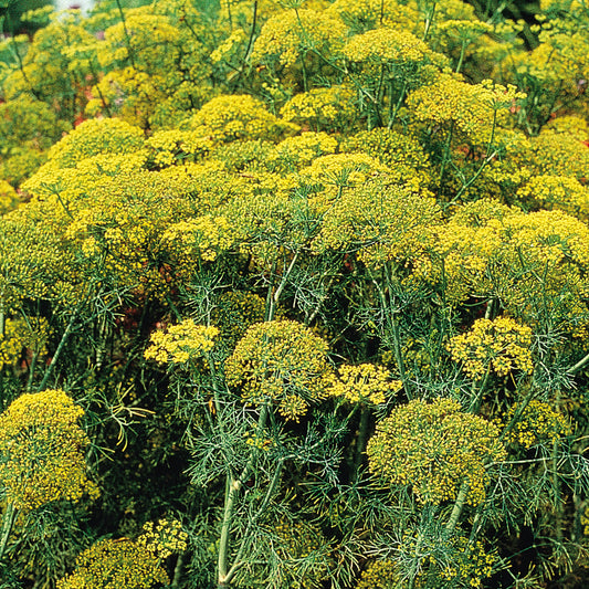 Fernleaf' Dill (Anethum) - Photo Courtesy of Burpee