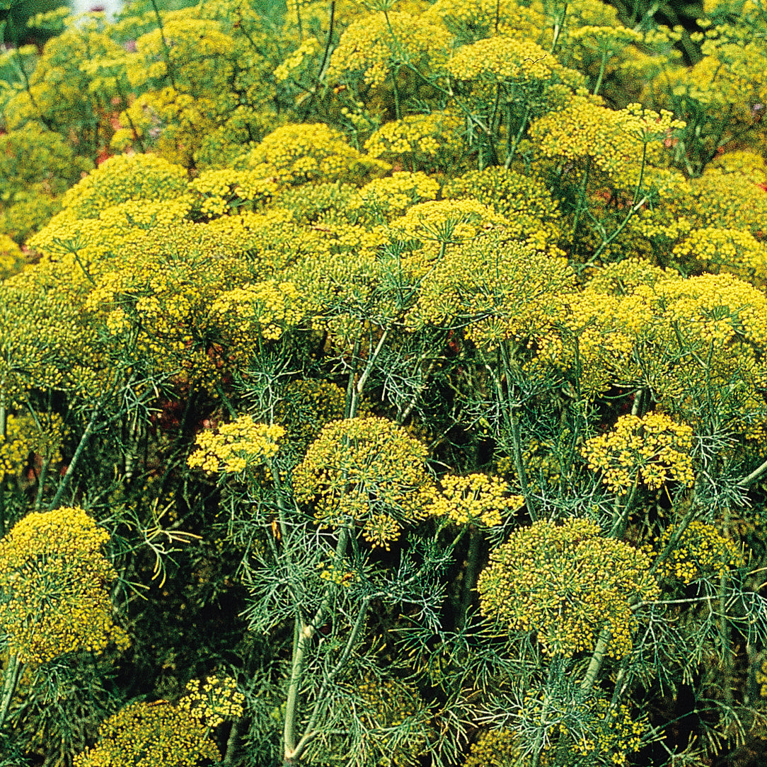 A dense patch of 'Fernleaf' Dill (Anethum) thrives in the herb garden, its feathery green leaves and bright yellow flower clusters soon to scatter dill seeds - Photo Courtesy of Burpee