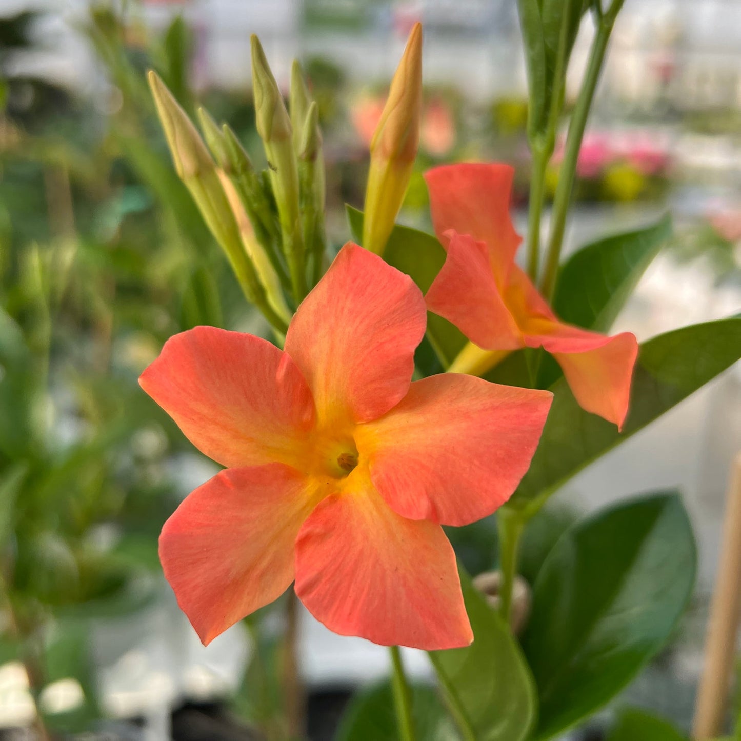 Close-up of Diamantina™ Coral Orange Sunrise Dipladenia, a tropical flowering plant with orange-pink petals and a yellow center, surrounded by green leaves and buds against a softly blurred background - Photo Property of Garden Crossings LLC.
