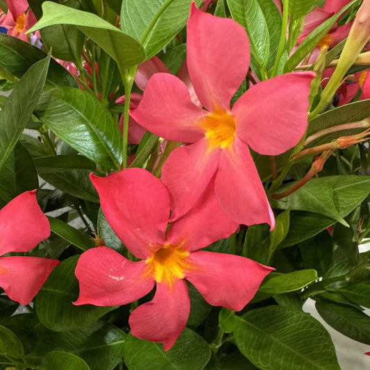 Bright coral-pink, trumpet-shaped blooms with yellow centers of the Sun Parasol® Firedup™ Coral Dipladenia create a vivid contrast against its dense, glossy green foliage - -
