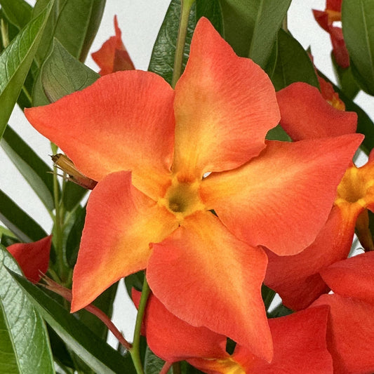 Sun Parasol® Firedup™ Orange Dipladenia - Photo Courtesy of Ball Horticulure, Inc.