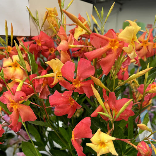 Sun Parasol® Firedup™ Orange Dipladenia - Photo Property of Garden Crossings LLC