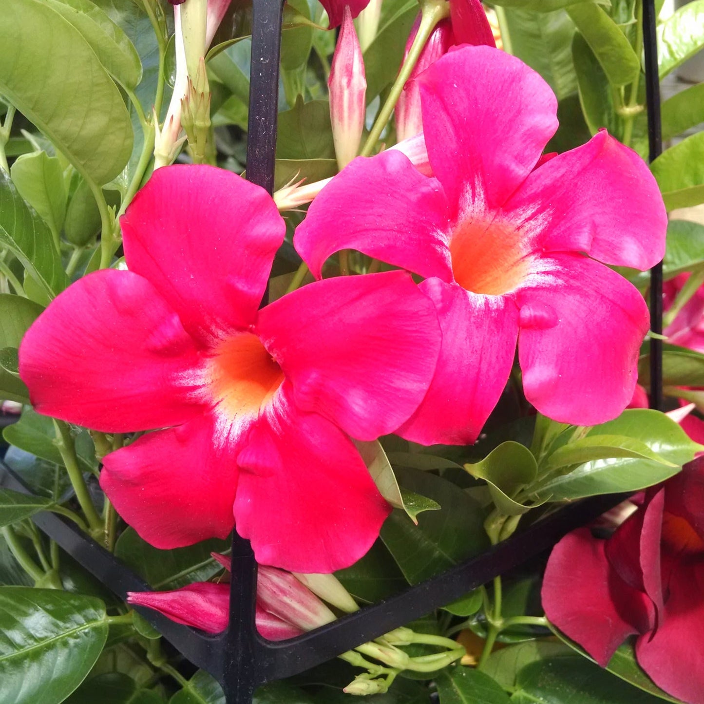 Two vibrant pink Sundenia® Coral Dipladenia flowers with yellow centers bloom among green leaves on a black trellis - Photo Property of Garden Crossings LLC.