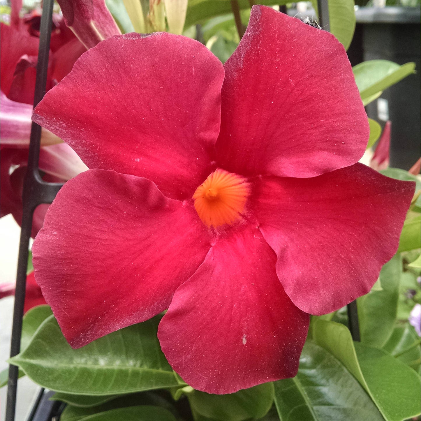 A close-up of Sundenia® Red Dipladenia, a tropical plant with five bold red petals and a vivid orange center, lush green leaves surrounding it - Photo Property of Garden Crossings LLC.