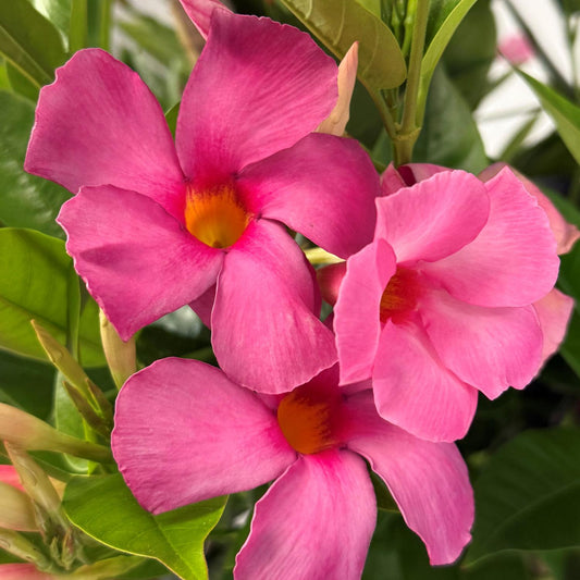 Three wide-petaled Sundenia® Suprema Vivid Pink Dipladenia flowers with yellow centers bloom among lush green leaves, creating a fresh and vibrant tropical display in natural light. - Photo Courtesy of Ball Horticulure, Inc.