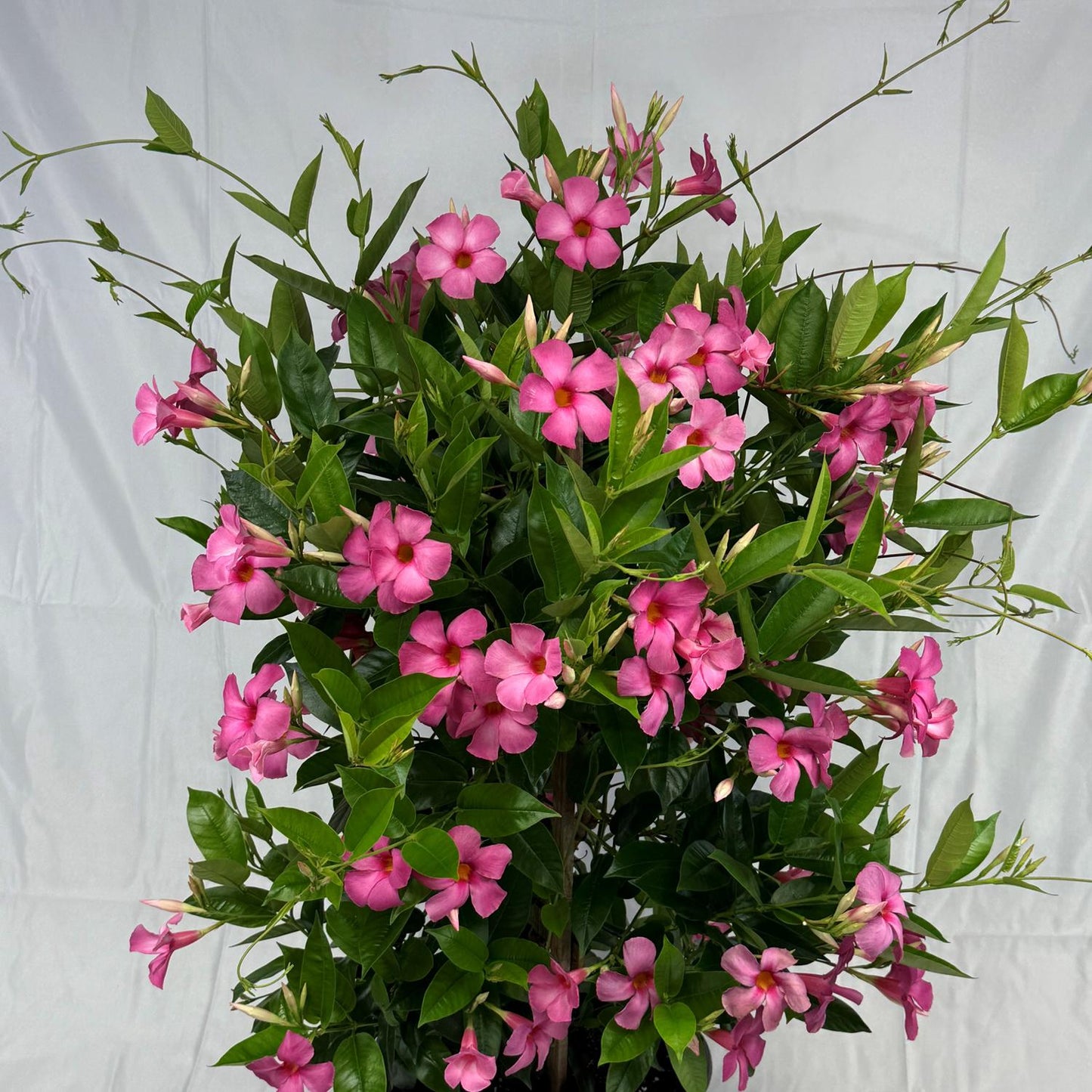 The Sundenia® Suprema Vivid Pink Dipladenia, a compact tropical plant with glossy leaves, abundant spreading stems, and vibrant pink flowers, stands out vividly against a plain white background. - Photo Courtesy of Ball Horticulure, Inc.