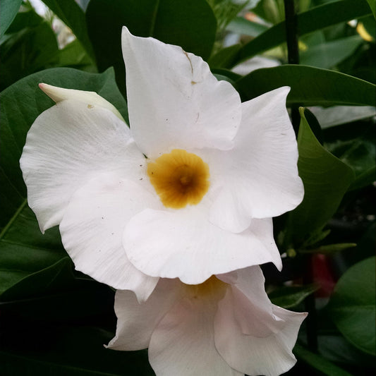 Close-up of two Sundenia® White Dipladenia flowers with yellow centers and lush green leaves. Their soft, overlapping petals highlight the tropical beauty of this vibrant flowering plant - Photo Property of Garden Crossings LLC.