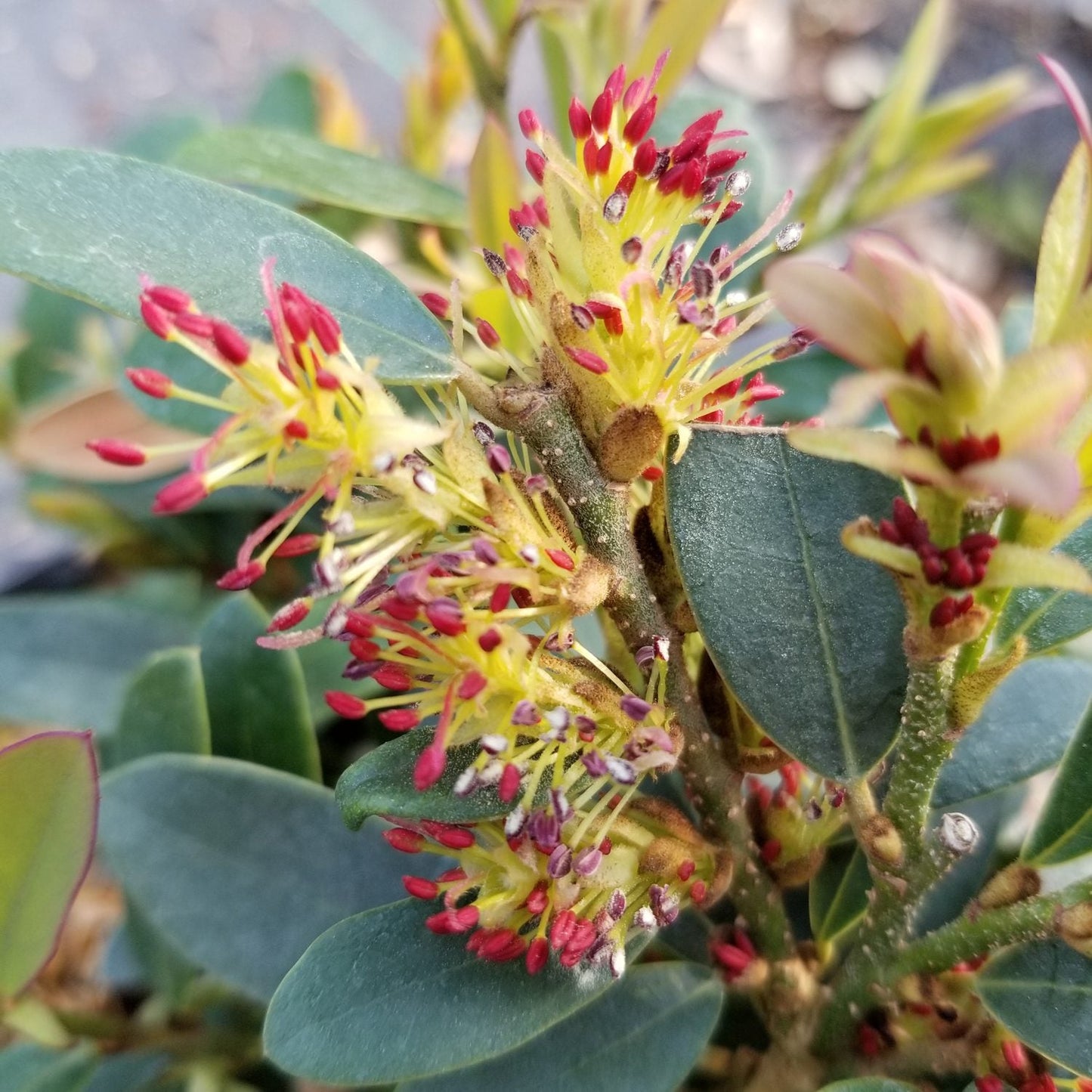 Close-up of Buckhead Bold™ Distylium, an evergreen shrub with green, oval leaves and clusters of small yellow flowers tipped with red. Its vibrant textures are highlighted against a blurred background - Photo Courtesy of Proven Winners, Inc.
