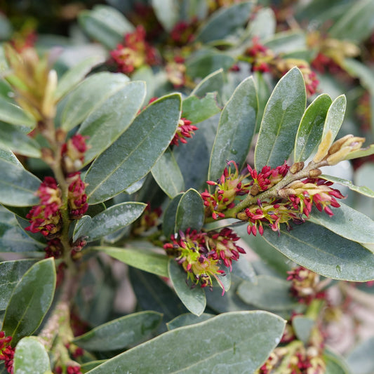 Buckhead Bold™ Distylium - Photo Courtesy of Proven Winners, Inc.