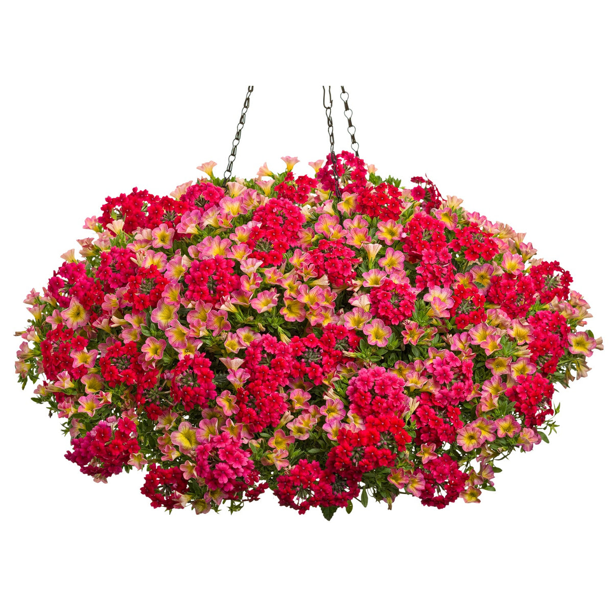 The Summer Solstice Annual Combo Kit features a hanging basket brimming with vivid red and pink blooms, including Superbena Raspberry Verbena, and lush green leaves, suspended by two metal chains against a white background - Photo Courtesy of Proven Winners. Container not included.