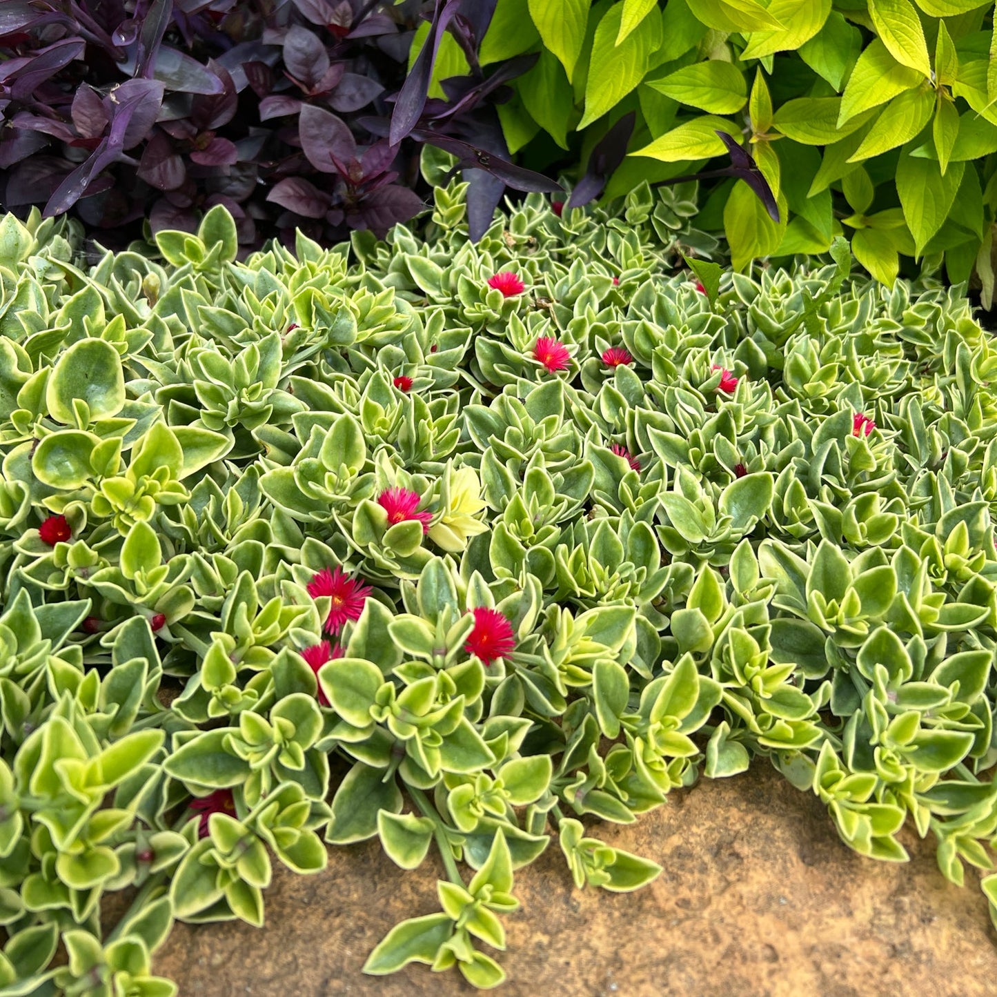 Variegated green Mezoo™ Trailing Red Livingstone Daisy (Aptenia), with small red flowers, grows beside a stone, framed by dark purple and bright green foliage plants in the background - Photo Property of Garden Crossings LLC.