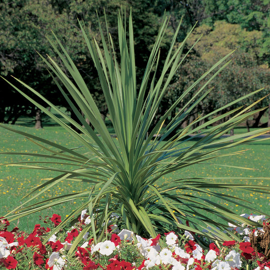 Spikes Dracaena - Photo Courtesy of Proven Winners, Inc.