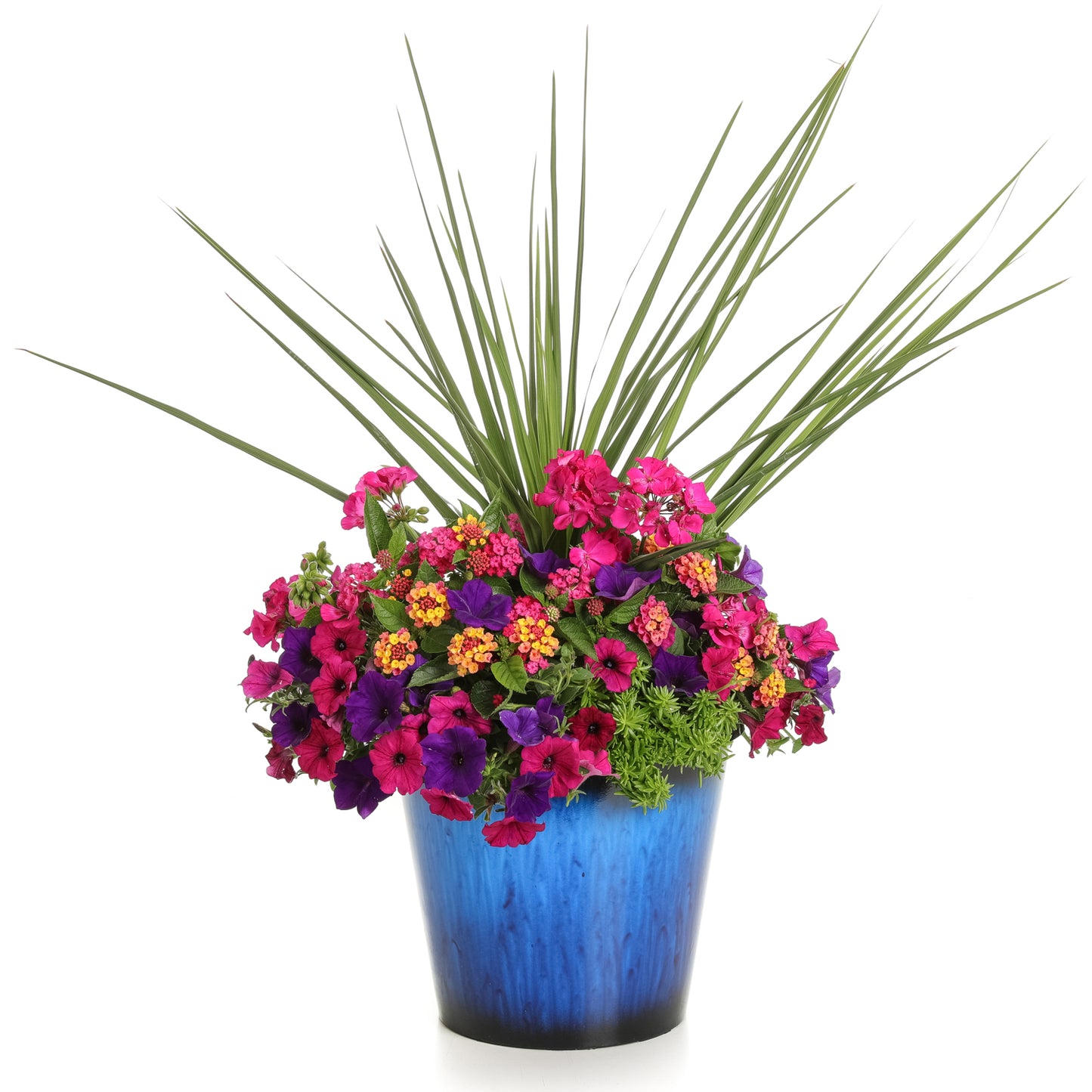 Spikes Dracaena - Photo Courtesy of Proven Winners, Inc.