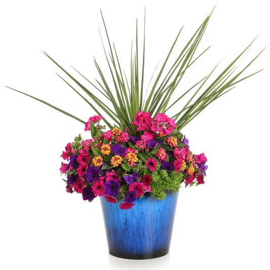 Spikes Dracaena - Photo Courtesy of Proven Winners, Inc.