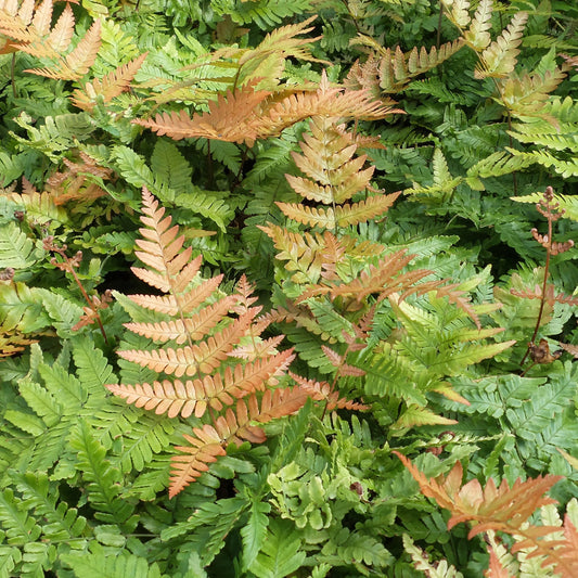 A group of 'Brilliance' Autumn Fern (Dryopteris) shows green and light brown fronds, with the brown tones indicating new growth or a seasonal shift, creating a striking contrast against the lush surrounding greenery - Photo Property of Garden Crossings LLC.