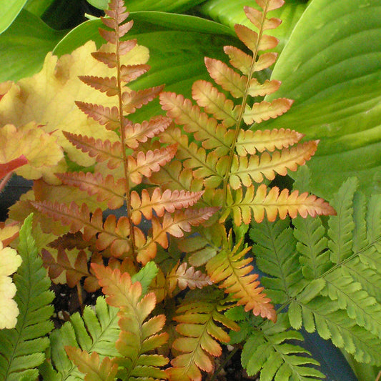 Close-up of 'Brilliance' Autumn Fern (Dryopteris) fronds in orange, yellow, and green among larger leaves. The colorful gradient showcases new growth and changing foliage of the central garden ferns - Photo Courtesy of Walters Gardens, Inc.