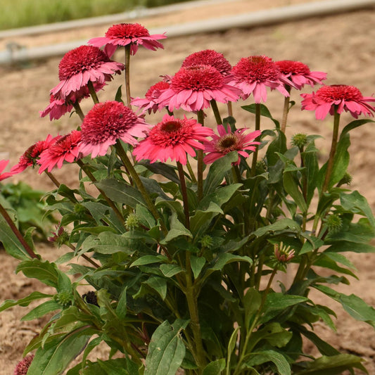 Double Coded® 'Coral Cranberry' Coneflower (Echinacea) - Photo Courtesy of Walters Gardens, Inc.