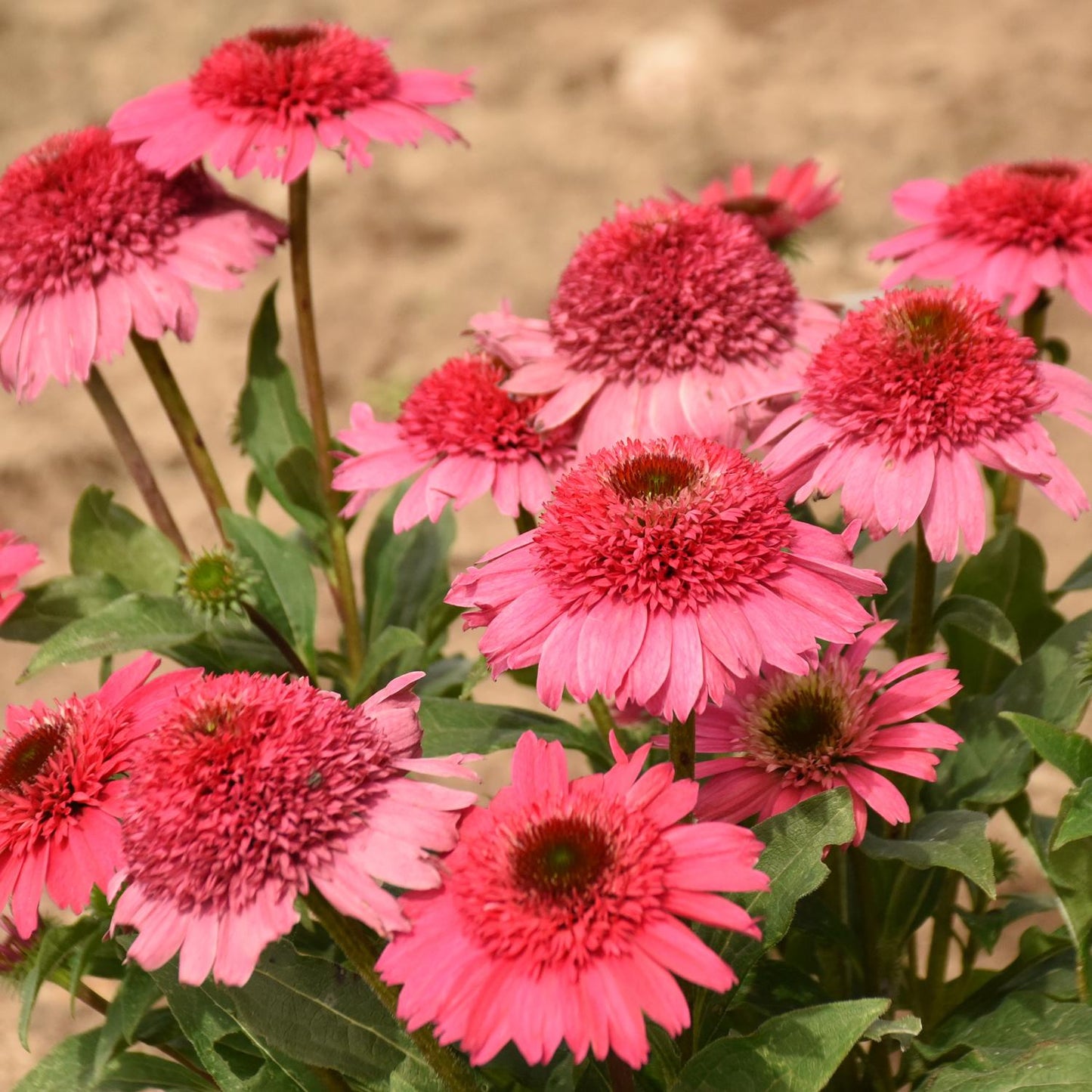 Vibrant pink Double Coded® 'Coral Cranberry' Coneflower (Echinacea) with spiky centers and green leaves - Photo Courtesy of Walters Gardens, Inc.