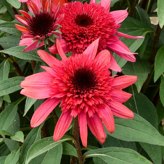 Three vibrant Double Dipped® 'Raspberry Ripple' Coneflowers (Echinacea) with spiky pink petals and dark centers bloom among lush green leaves, adding colorful texture - Photo Courtesy of Walters Gardens, Inc.