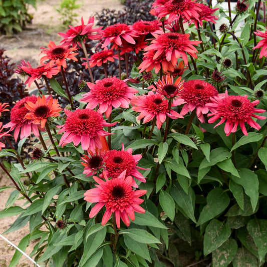 Double Dipped® 'Raspberry Ripple' Coneflower (Echinacea) - Photo Courtesy of Walters Gardens, Inc.