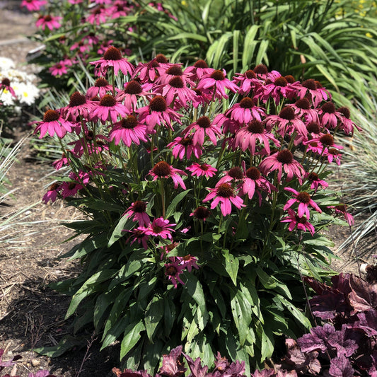 A vibrant cluster of 'Purple Emperor' Coneflower (Echinacea) with dark centers blooms in a garden bed among green leaves and other butterfly-attracting plants basking in bright sunlight - Photo Property of Garden Crossings LLC.