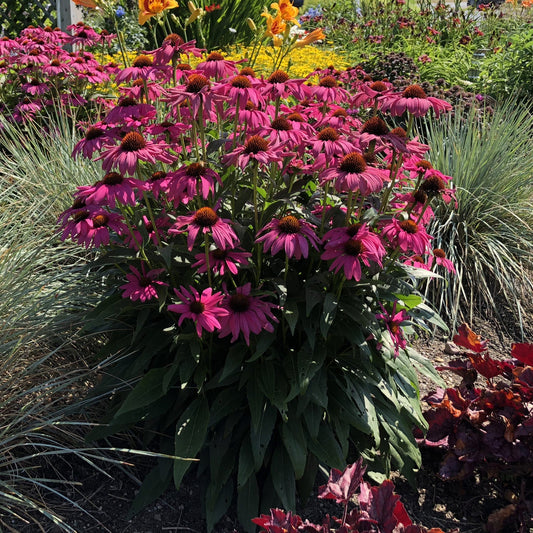 Side view of 'Purple Emperor' Coneflower (Echinacea) blooms with dark centers in a garden, surrounded by ornamental grasses and other colorful, butterfly-attracting flowers under bright sunlight - Photo Property of Garden Crossings LLC.