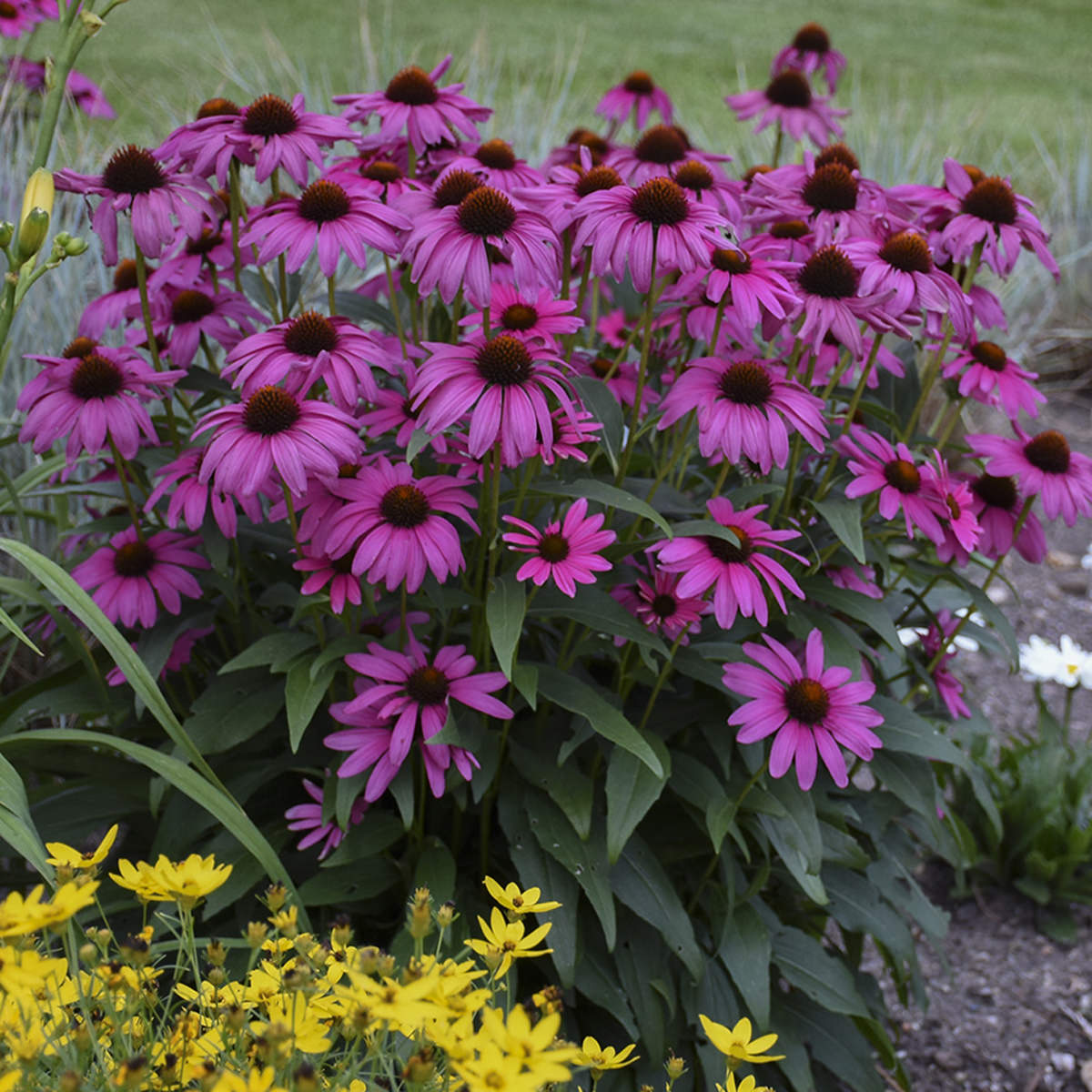 Purple Emperor' Coneflower (Echinacea) - Photo Courtesy of Walters Gardens, Inc.