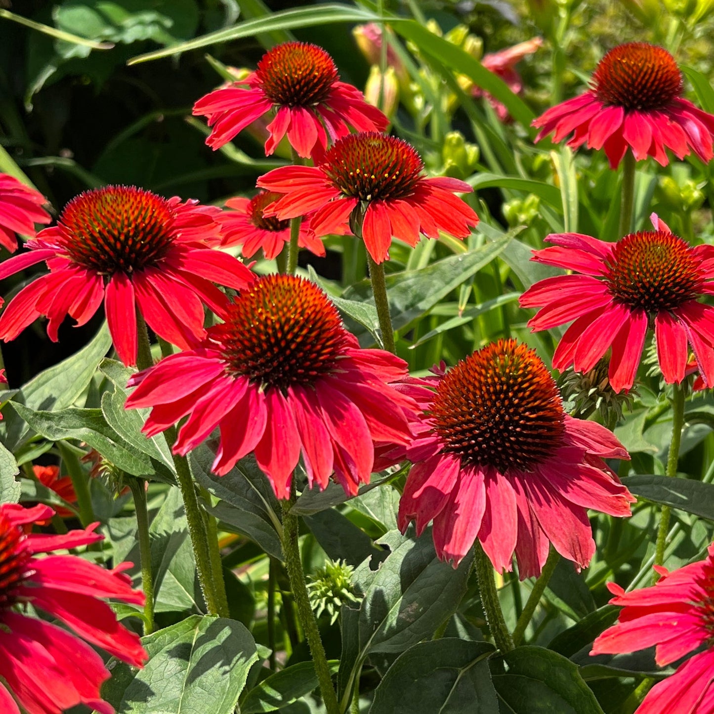 Color Coded® 'Frankly Scarlet' Coneflower (Echinacea) features vibrant blooms with spiky orange-brown centers atop lush green foliage, thriving in sunlight and serving as an excellent pollinator plant - Photo Property of Garden Crossings LLC.