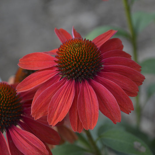 Color Coded® 'Frankly Scarlet' Coneflower (Echinacea) - Photo Courtesy of Proven Winners, Inc.