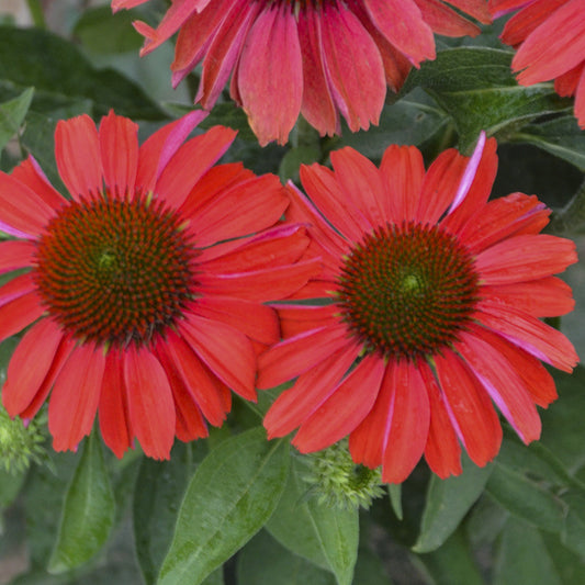 Close-up of two Color Coded® 'Frankly Scarlet' Coneflowers (Echinacea) with spiky green centers and vibrant scarlet petals radiating out - Photo Courtesy of Proven Winners, Inc.