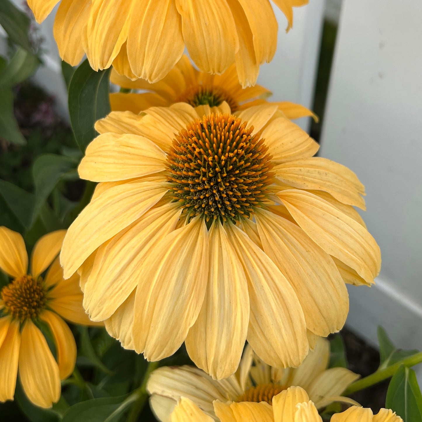Close-up of the Color Coded® 'One in a Melon' Coneflower (Echinacea), featuring its yellow petals and spiky orange-green center, surrounded by pollinator plants and green leaves with a white fence in the background - Photo Property of Garden Crossings LLC.