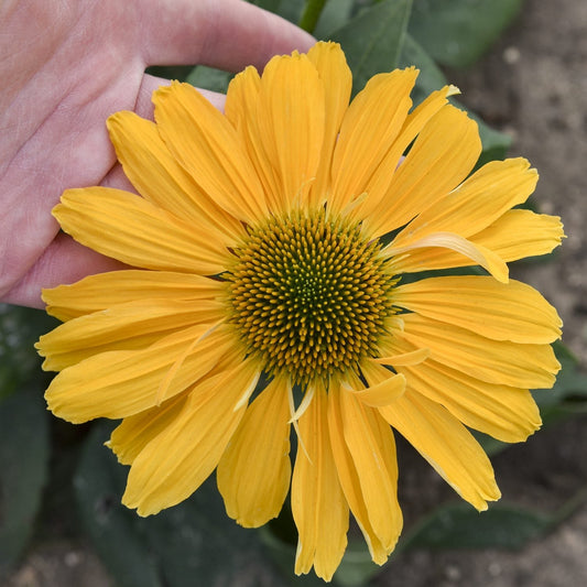 A hand holds a Color Coded® 'One in a Melon' Coneflower (Echinacea) with its vibrant yellow petals and green-yellow center, set against leafy soil - Photo Courtesy of Proven Winners, Inc.