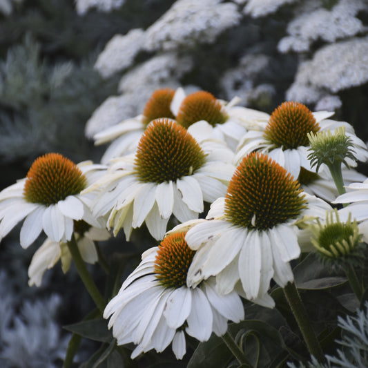 Color Coded® 'The Price Is White' Coneflower (Echinacea) - Photo Courtesy of Proven Winners, Inc.