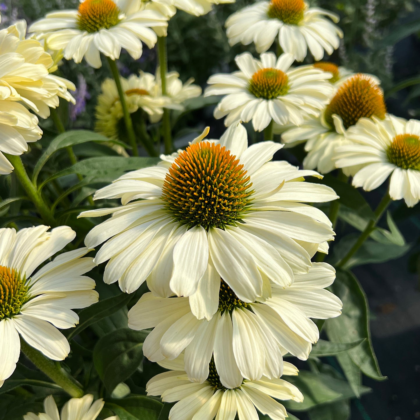 A close-up of Color Coded® 'The Price Is White' Coneflower (Echinacea), featuring white petals, orange centers, and green stems with lush foliage thriving outdoors in natural sunlight - Photo Property of Garden Crossings LLC.