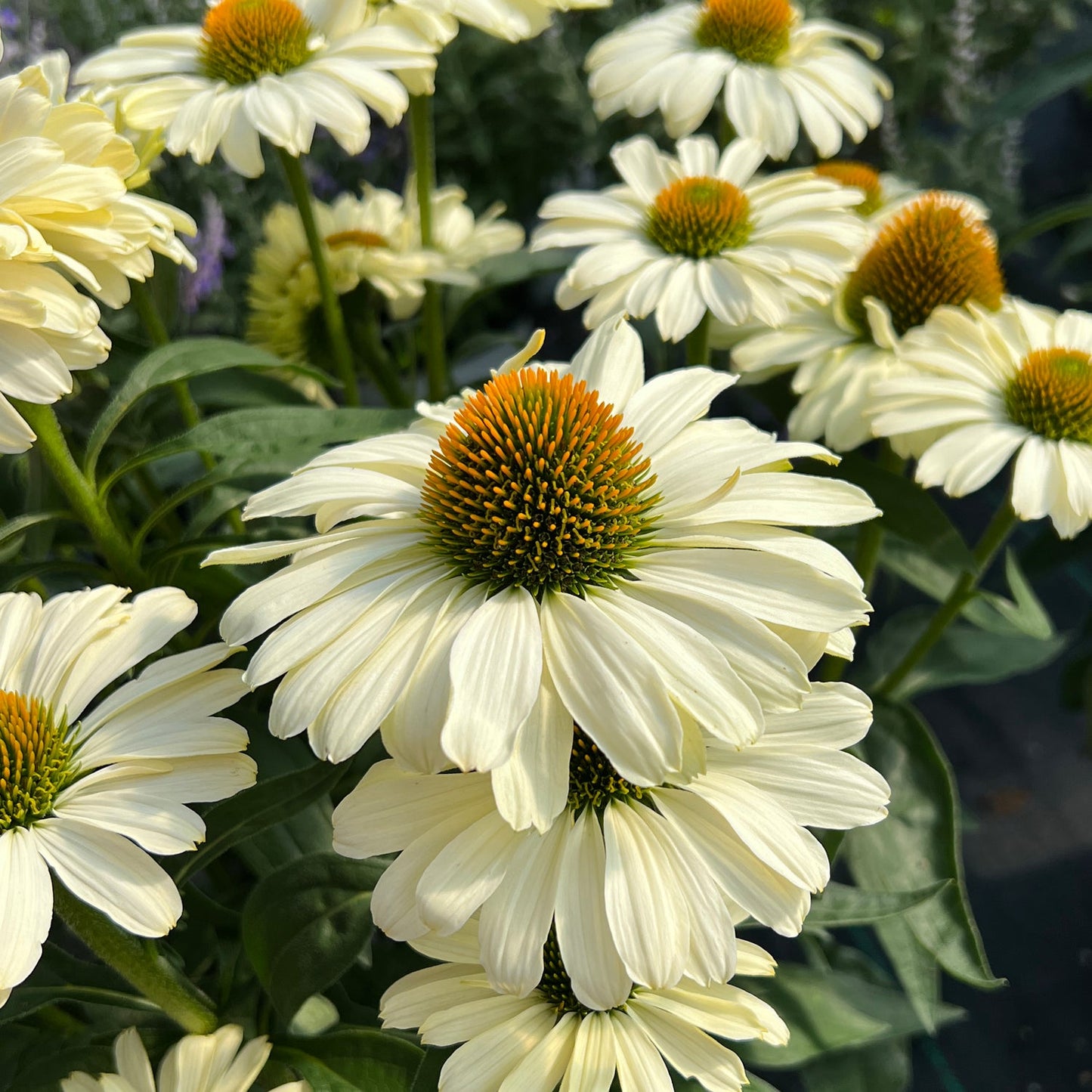 A close-up of Color Coded® 'The Price Is White' Coneflower (Echinacea), featuring white petals, orange centers, and green stems with lush foliage thriving outdoors in natural sunlight - Photo Property of Garden Crossings LLC.