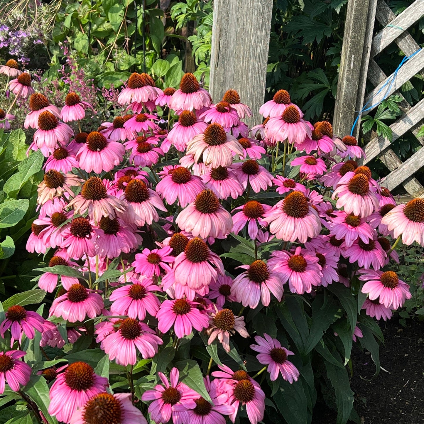 A group of Color Coded® 'The Fuchsia Is Bright' Coneflowers (Echinacea) with vivid purple-pink blooms and dark centers grows near a wooden trellis, surrounded by lush greenery in a pollinator-friendly garden on a sunny day - Photo Property of Garden Crossings LLC.