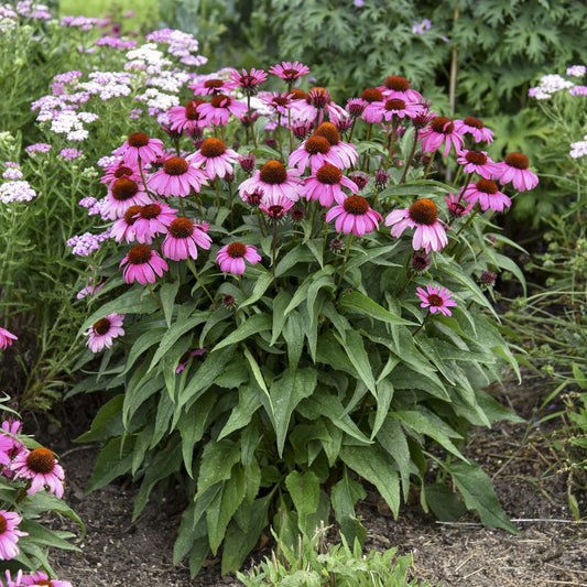A cluster of Color Coded® 'The Fuchsia Is Bright' Coneflower (Echinacea) with vibrant pink petals and orange centers blooms among green leaves and other flowers - Photo Courtesy of Walters Gardens, Inc.