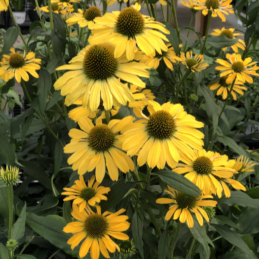 Color Coded® 'Yellow My Darling' Coneflower (Echinacea) features bright yellow petals, green stems and leaves, and large dark centers blooms in clusters, creating a vibrant outdoor garden display - Photo Property of Garden Crossings LLC.