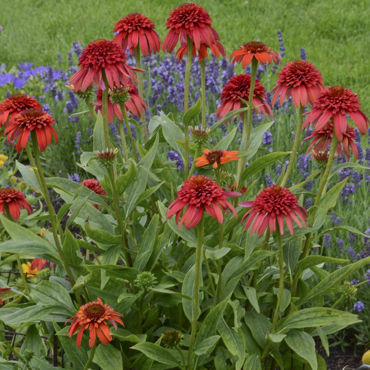 A vibrant cluster of Cone-Fections™ Hot Papaya Coneflower (Echinacea) with spiky centers and tall green stems stands out among purple blooms, adding color to the garden - Photo Courtesy of Walters Gardens, Inc.
