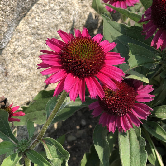 The 'Delicious Candy' Coneflower (Echinacea) features vivid pink petals and spiky orange centers, blooming beautifully among green leaves and a tan rock - Photo Property of Garden Crossings LLC.