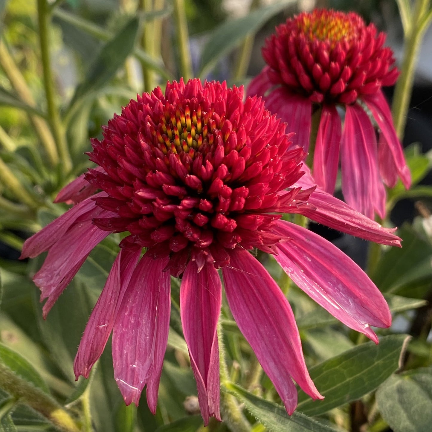 Close-up of two vibrant 'Delicious Candy' Coneflower (Echinacea) blooms with spiky centers and long, narrow, pink petals, set among green leaves - Photo Property of Garden Crossings LLC.