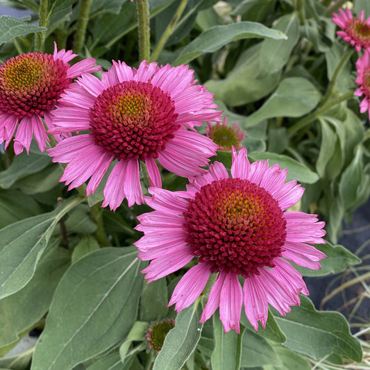 Three 'Delicious Candy' Coneflower (Echinacea) with bright pink spiky petals and reddish-brown central cones above green foliage - Photo Property of Garden Crossings LLC.